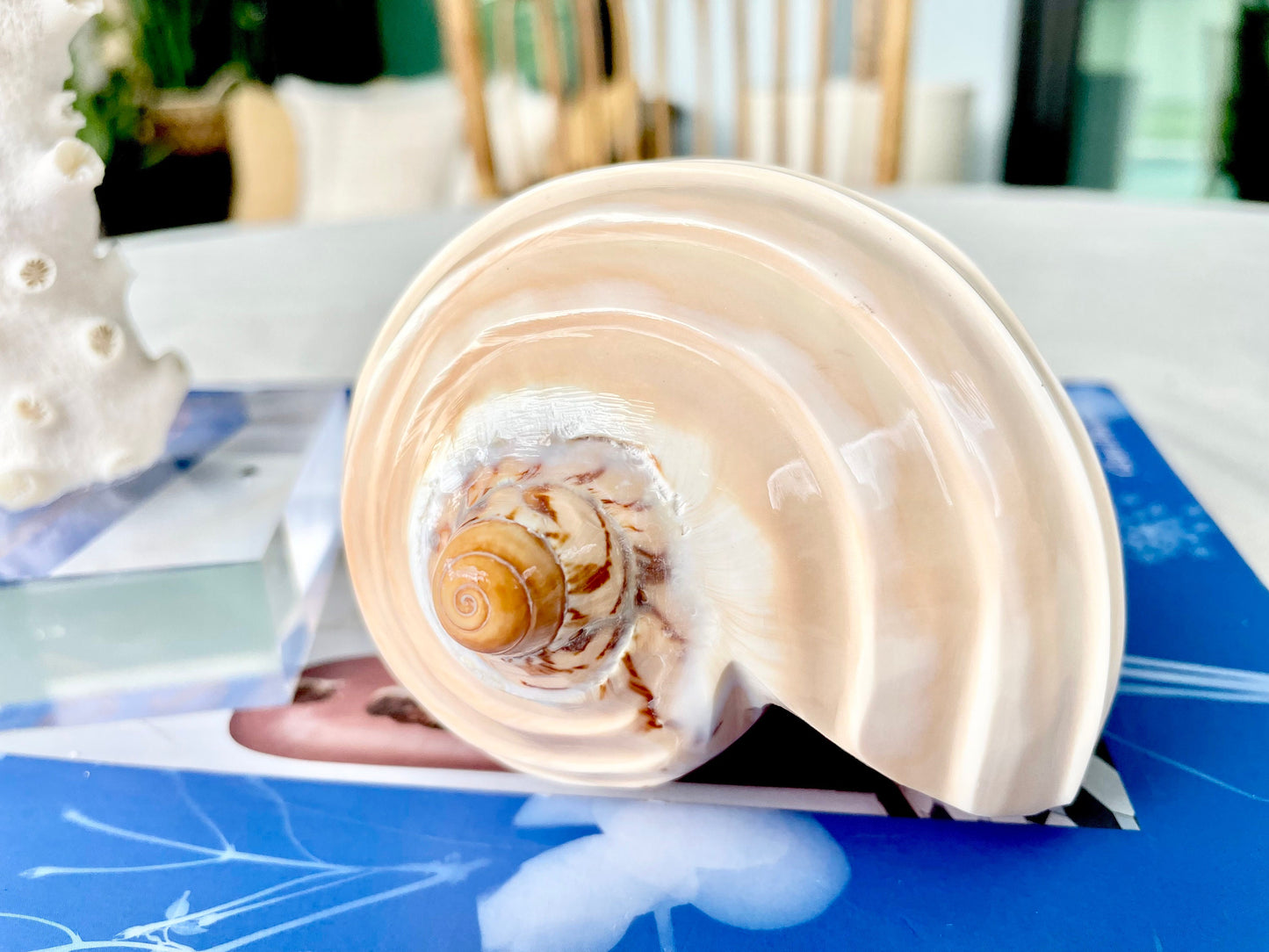 Polished Noble Volute: 4-5" Conch Shell, Carved Coastal Décor