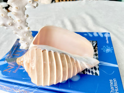 5-6" Voluta Nobilis Glossy Polished Conch Shell Carved Seashell Beach Nautical Décor Display