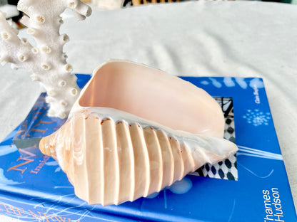 Polished Noble Volute: 4-5" Conch Shell, Carved Coastal Décor