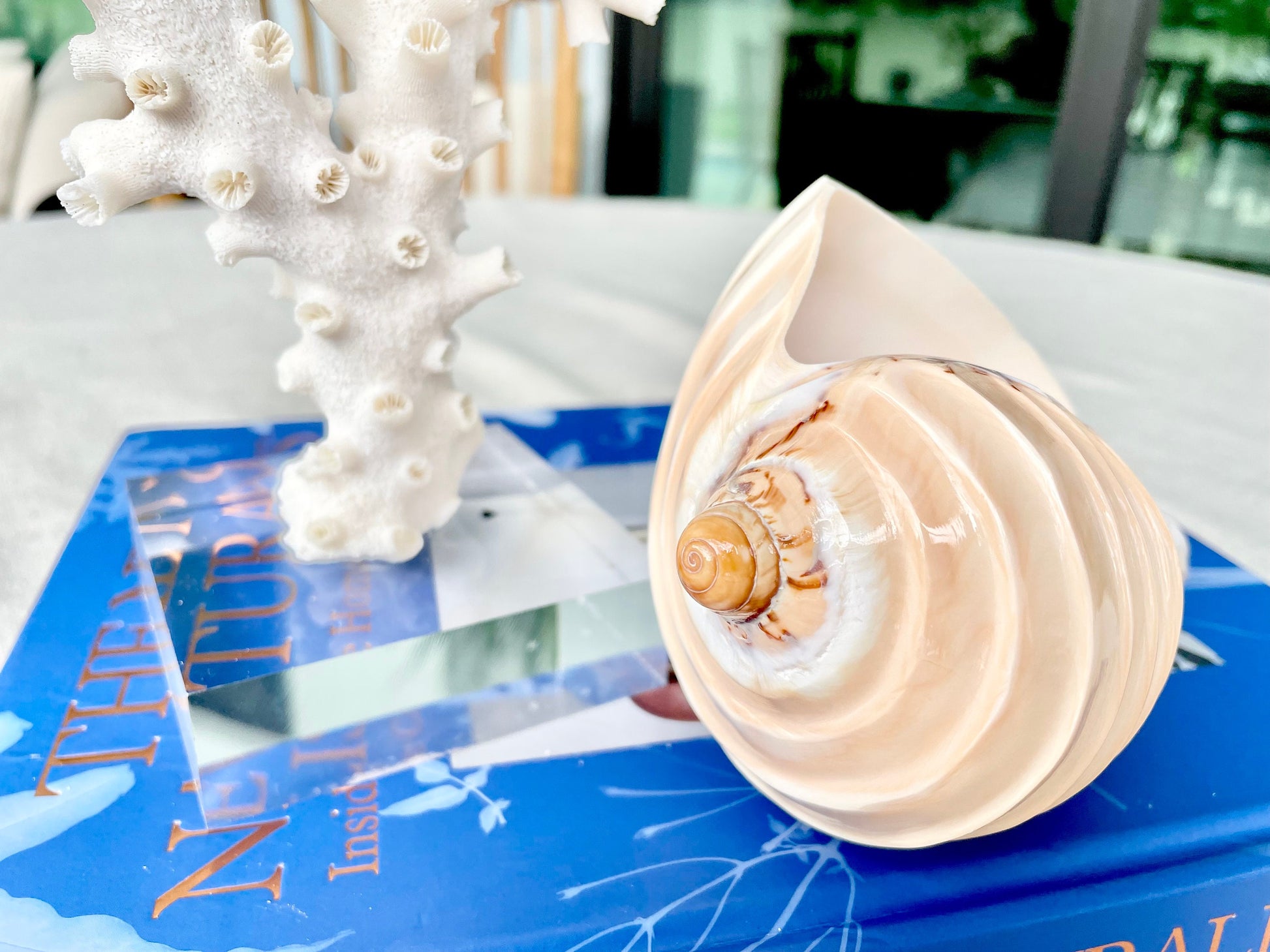 Polished Noble Volute: 4-5" Conch Shell, Carved Coastal Décor