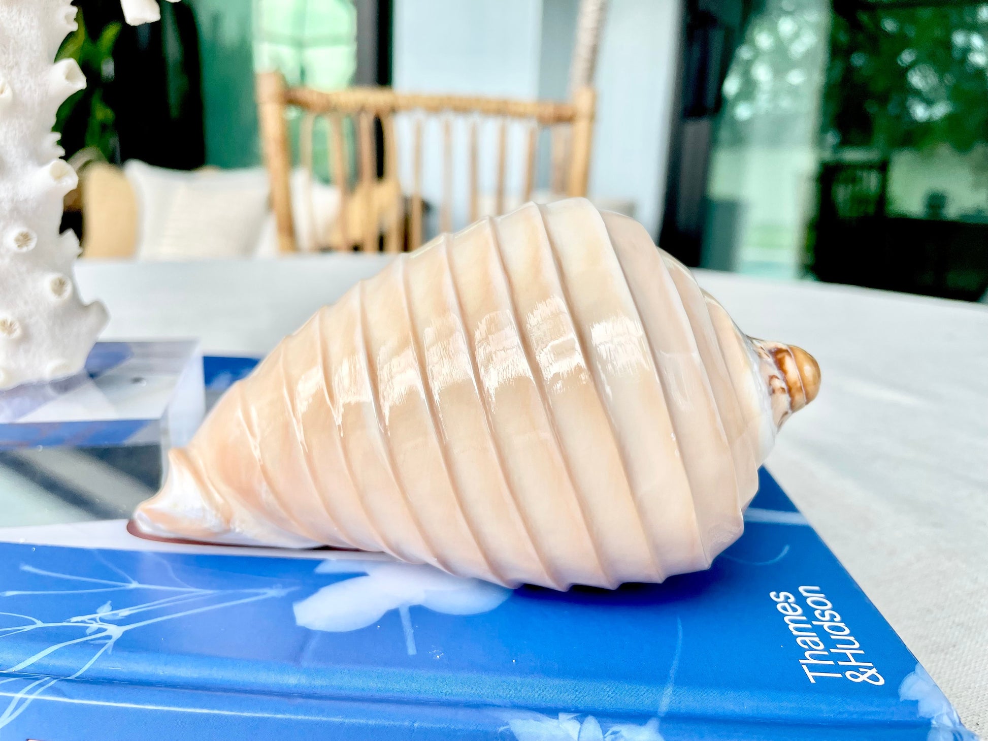 Polished Noble Volute: 4-5" Conch Shell, Carved Coastal Décor