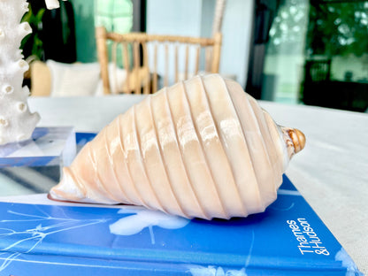 Polished Noble Volute: 4-5" Conch Shell, Carved Coastal Décor