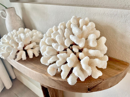 CLUSTER Coral White *All Sizes* Authentic Natural Real Sea Fossil Coastal Décor