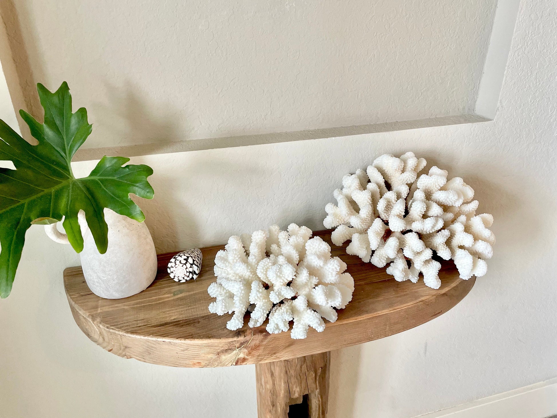 CLUSTER Coral White *All Sizes* Authentic Natural Real Sea Fossil Coastal Décor