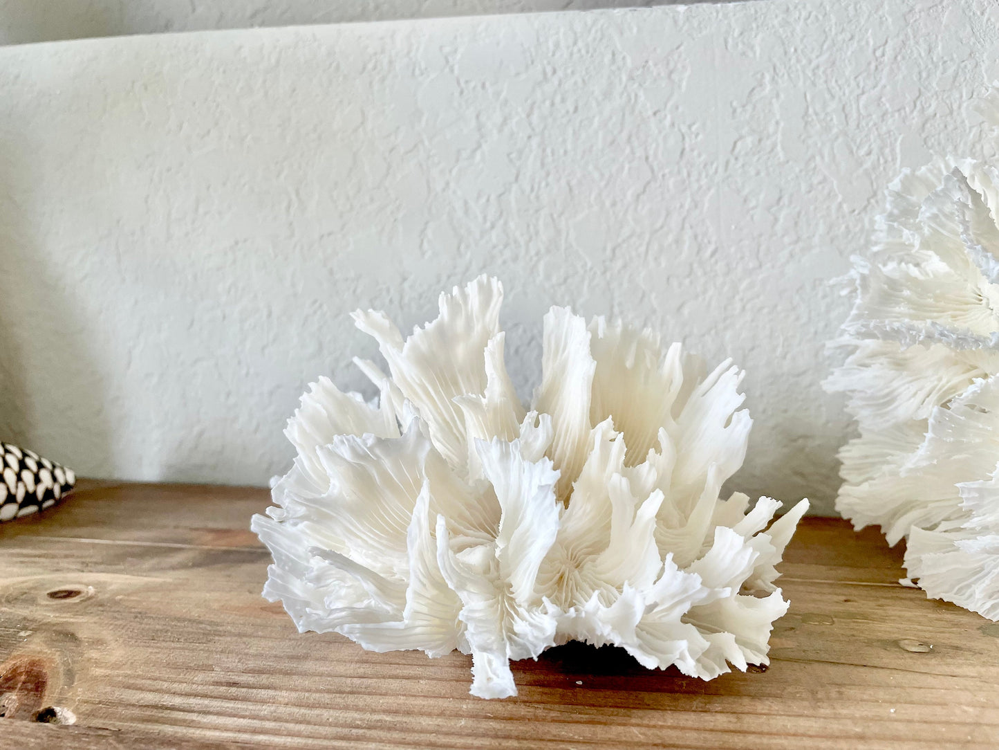100% Genuine Sea Fossil LETTUCE CORAL Up to 14" Ocean Reef Aquarium Coastal Beach White Natural Décor Nautical Organic Irregular Shapes