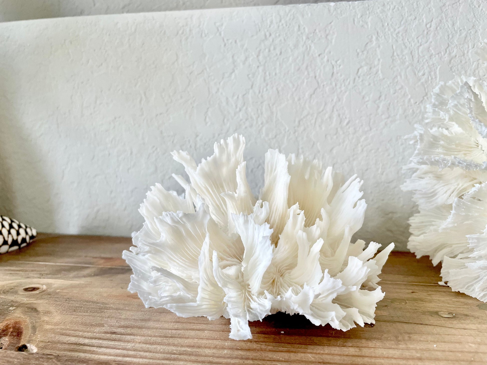 100% Genuine Sea Fossil LETTUCE CORAL Up to 14" Ocean Reef Aquarium Coastal Beach White Natural Décor Nautical Organic Irregular Shapes