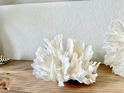 LETTUCE CORAL *All Sizes* Authentic Natural Real Sea Fossil White Coastal Décor