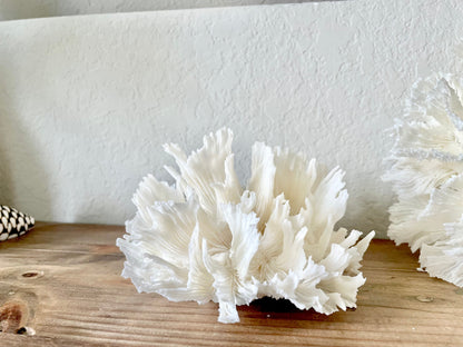 LETTUCE CORAL *All Sizes* Authentic Natural Real Sea Fossil White Coastal Décor