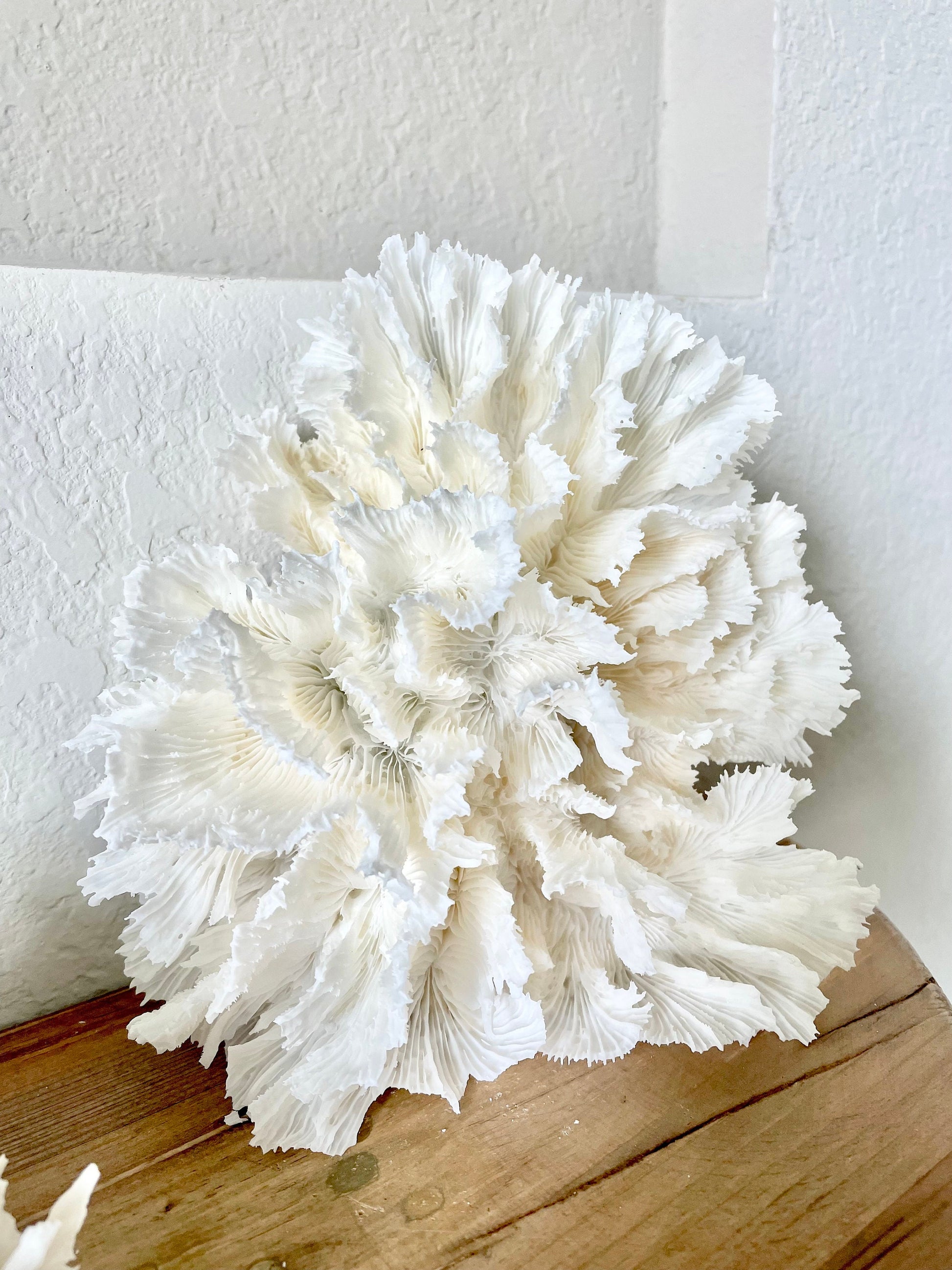 LETTUCE CORAL All Sizes Authentic Natural Real Sea Fossil White Coastal Décor Ocean Beach House Organic Sustainable Nature Art Aquarium