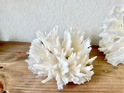 LETTUCE CORAL *All Sizes* Authentic Natural Real Sea Fossil White Coastal Décor