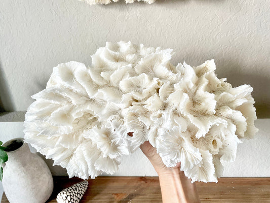 LETTUCE CORAL *All Sizes* Authentic Natural Real Sea Fossil White Coastal Décor