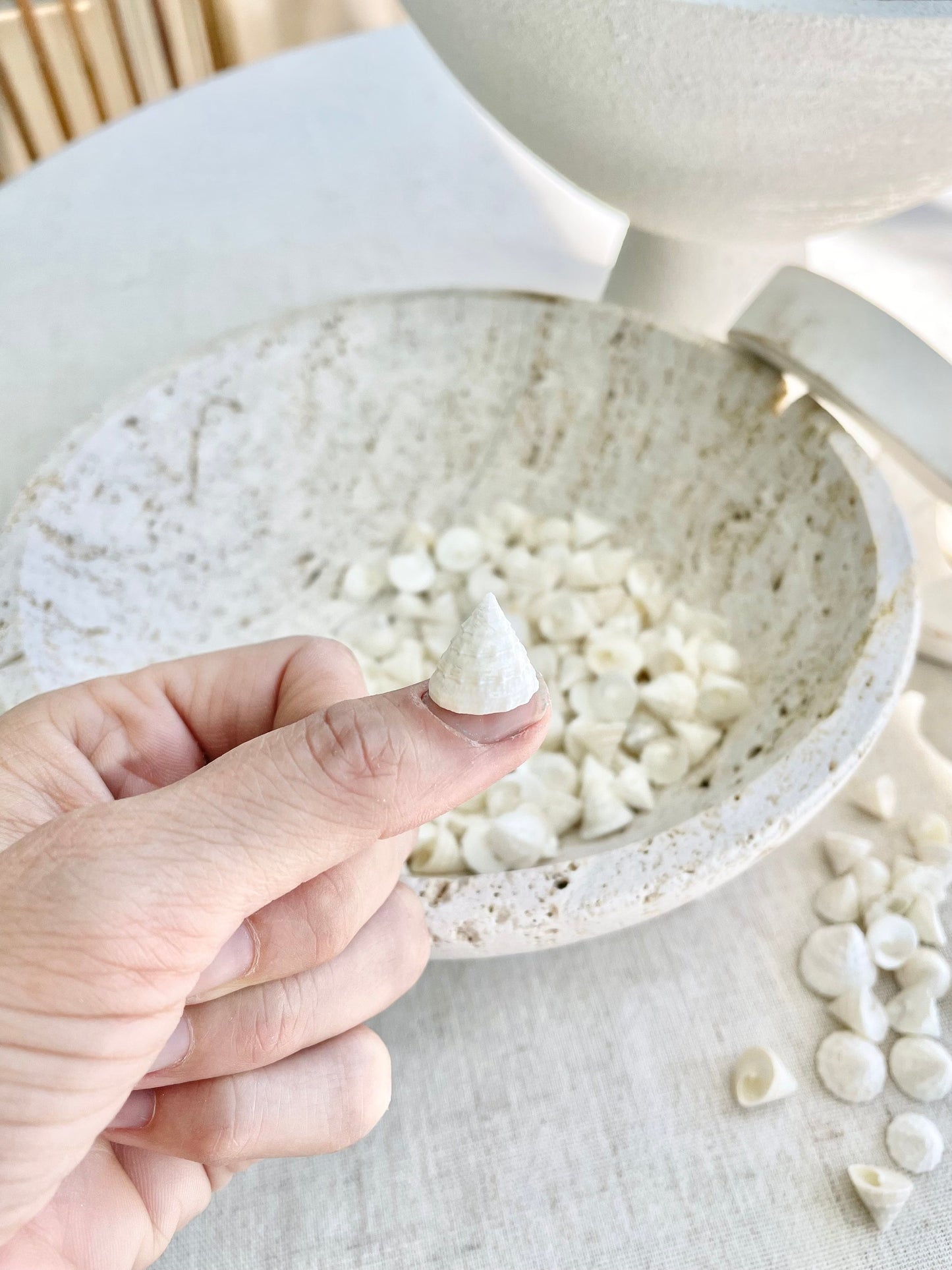 Small PEARLY OFF WHITE Real Pearlized Top Shells Trochus Seashells 1/2 -3/4" Beach Coastal Décor Crafts Jewelry Sailors Valentine