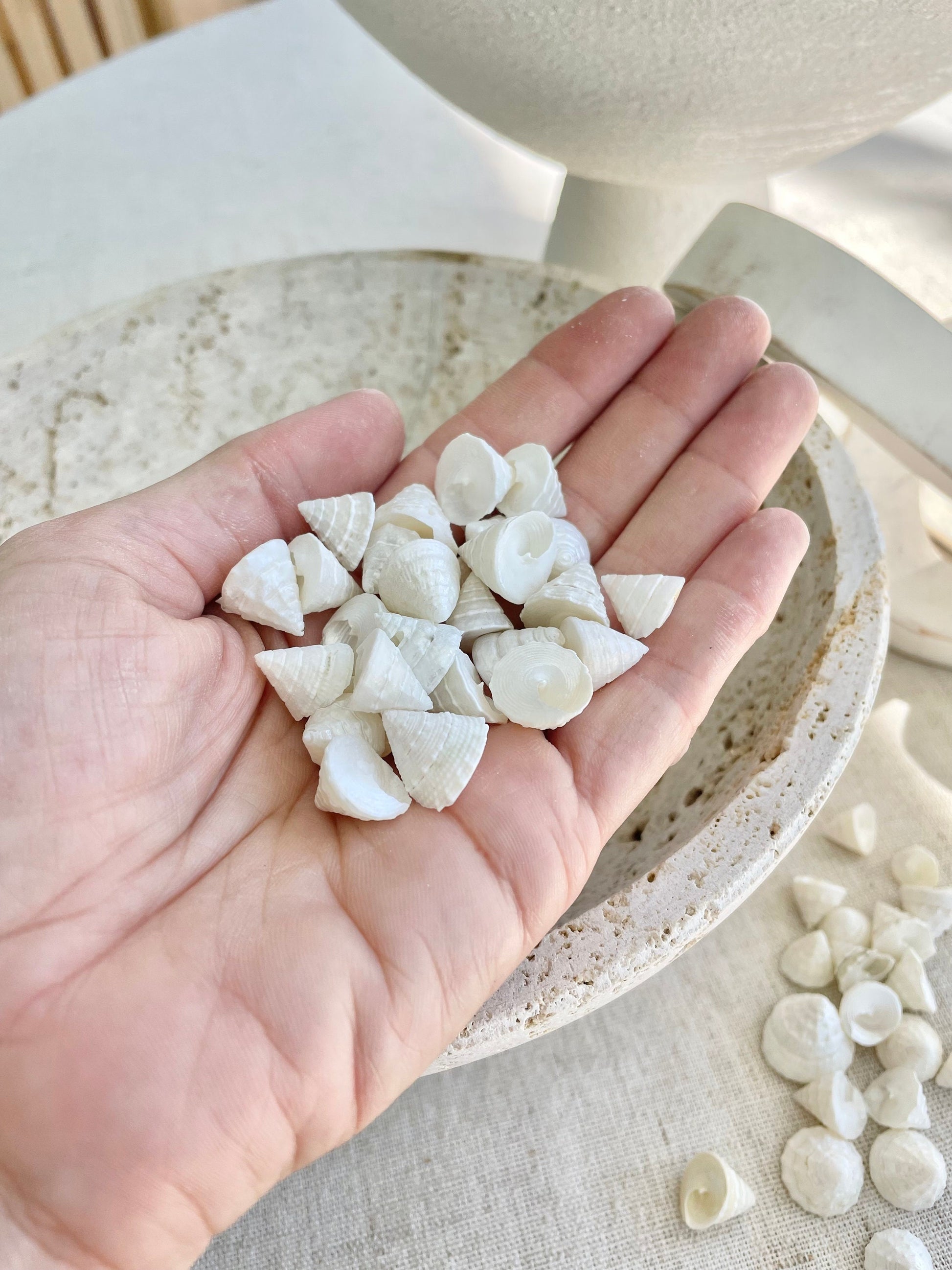 Small PEARLY OFF WHITE Real Pearlized Top Shells Trochus Seashells 1/2 -3/4" Beach Coastal Décor Crafts Jewelry Sailors Valentine