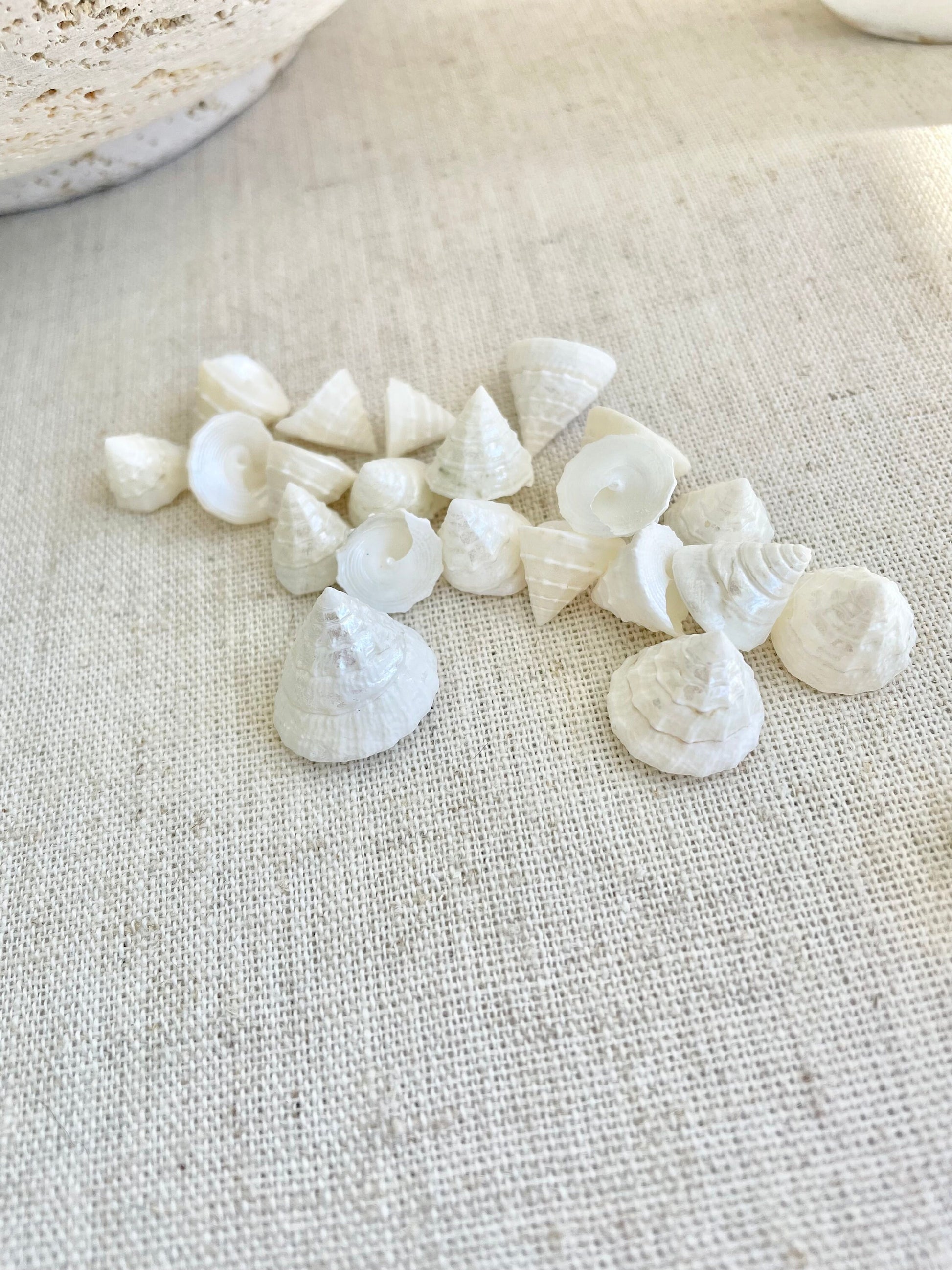 Small PEARLY OFF WHITE Real Pearlized Top Shells Trochus Seashells 1/2 -3/4" Beach Coastal Décor Crafts Jewelry Sailors Valentine