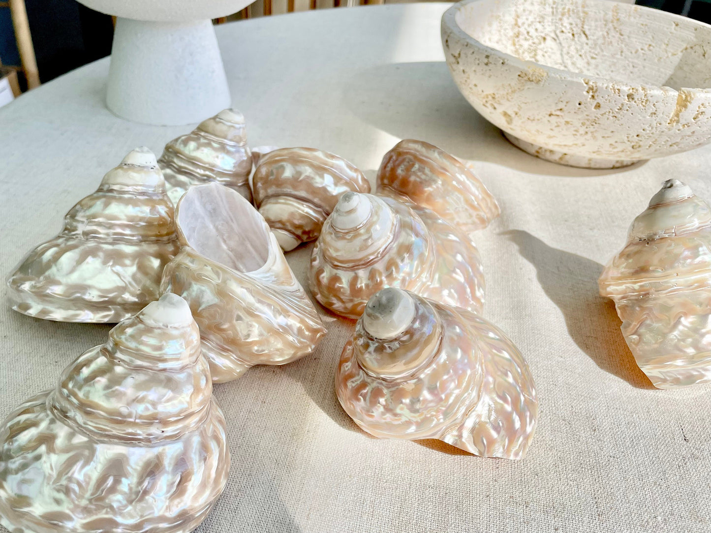 PEARL WAVY TROCHUS Shells *You Choose Size* Natural Irredescent Silver Pyramid Top Display Seashell Home Beach Coastal Décor