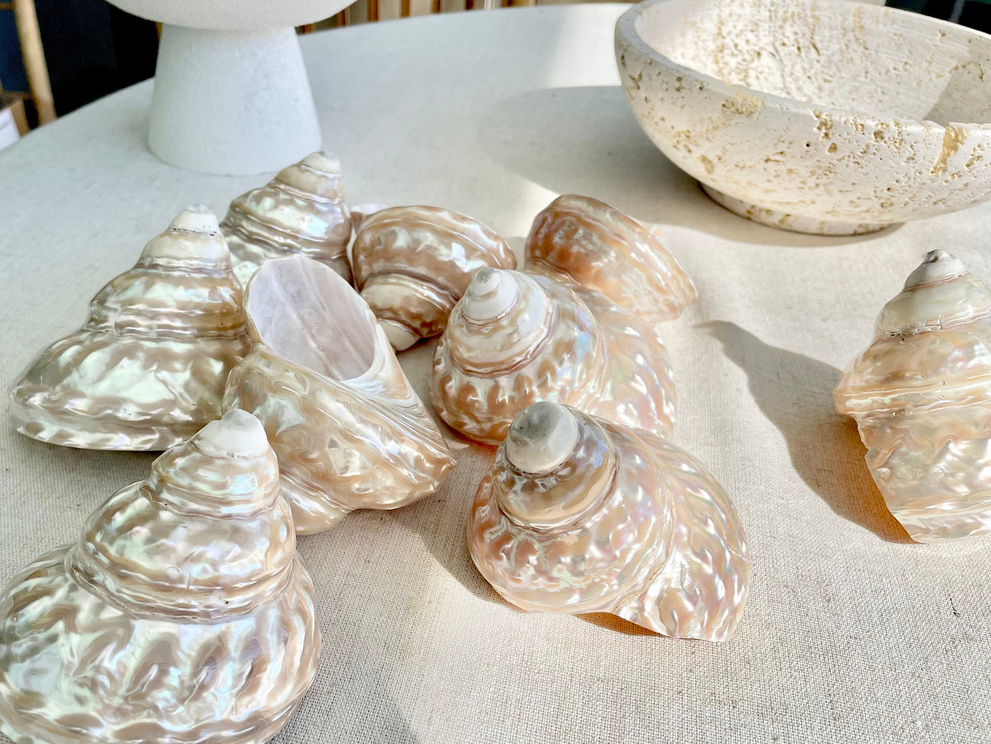 Wavy Turban Iridescent Shell *All Sizes* Pearled Trochus Coastal Display Décor Seashell