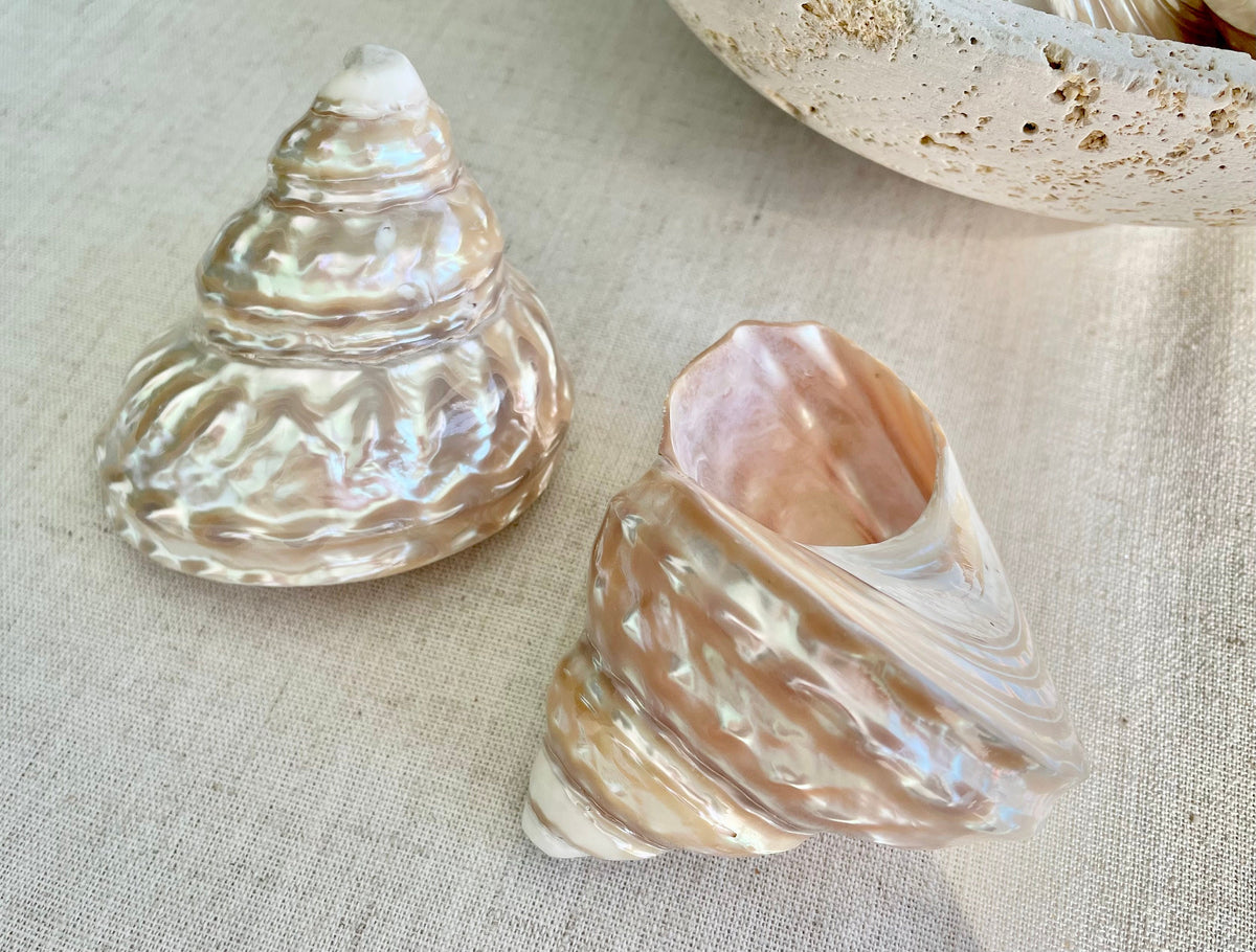 Wavy Turban Iridescent Shell *All Sizes* Pearled Trochus Coastal Display Décor Seashell