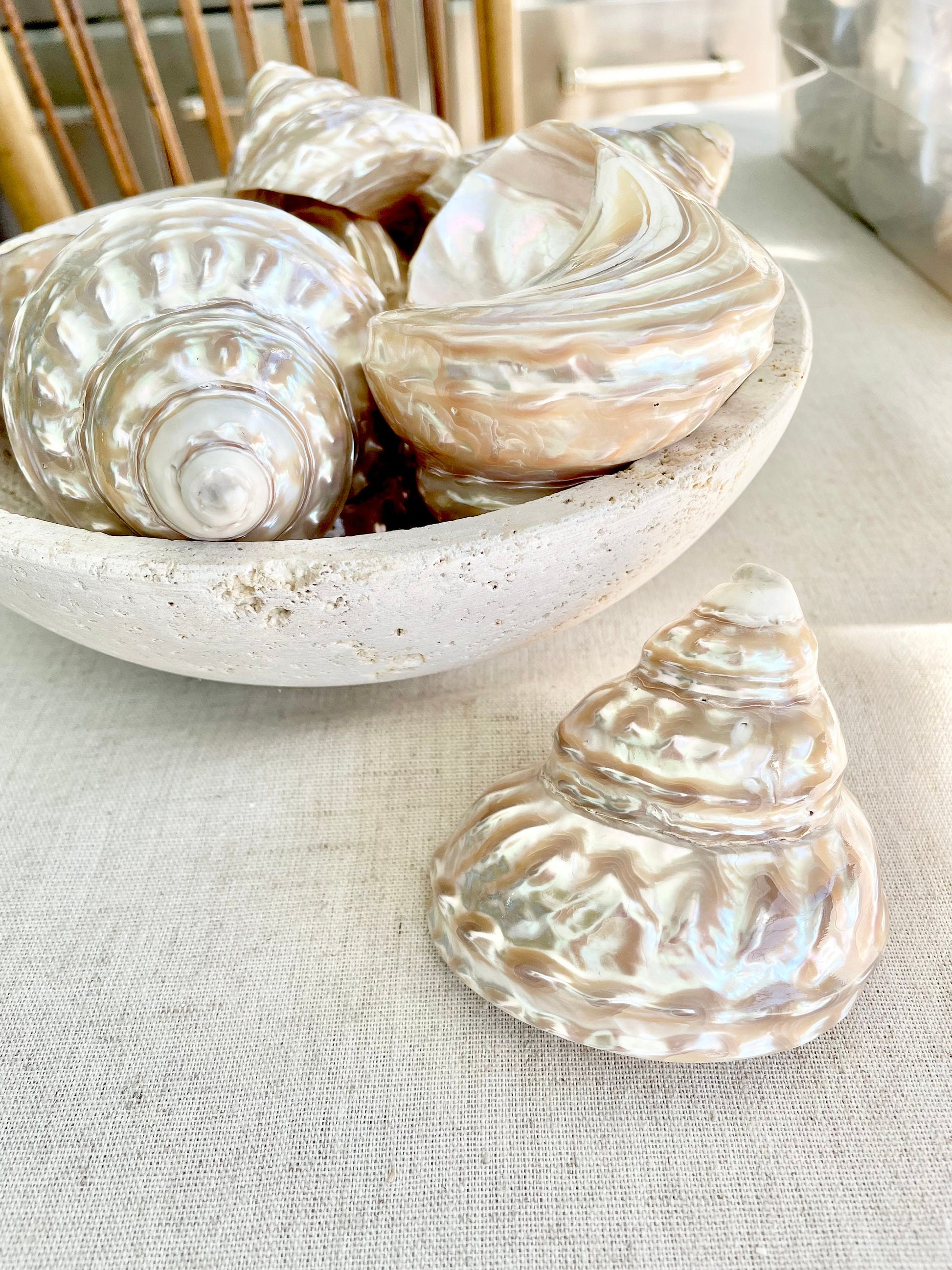 PEARL WAVY TROCHUS Shells *You Choose Size* Natural Irredescent Silver Pyramid Top Display Seashell Home Beach Coastal Décor