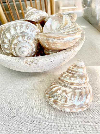 PEARL WAVY TROCHUS Shells *You Choose Size* Natural Irredescent Silver Pyramid Top Display Seashell Home Beach Coastal Décor