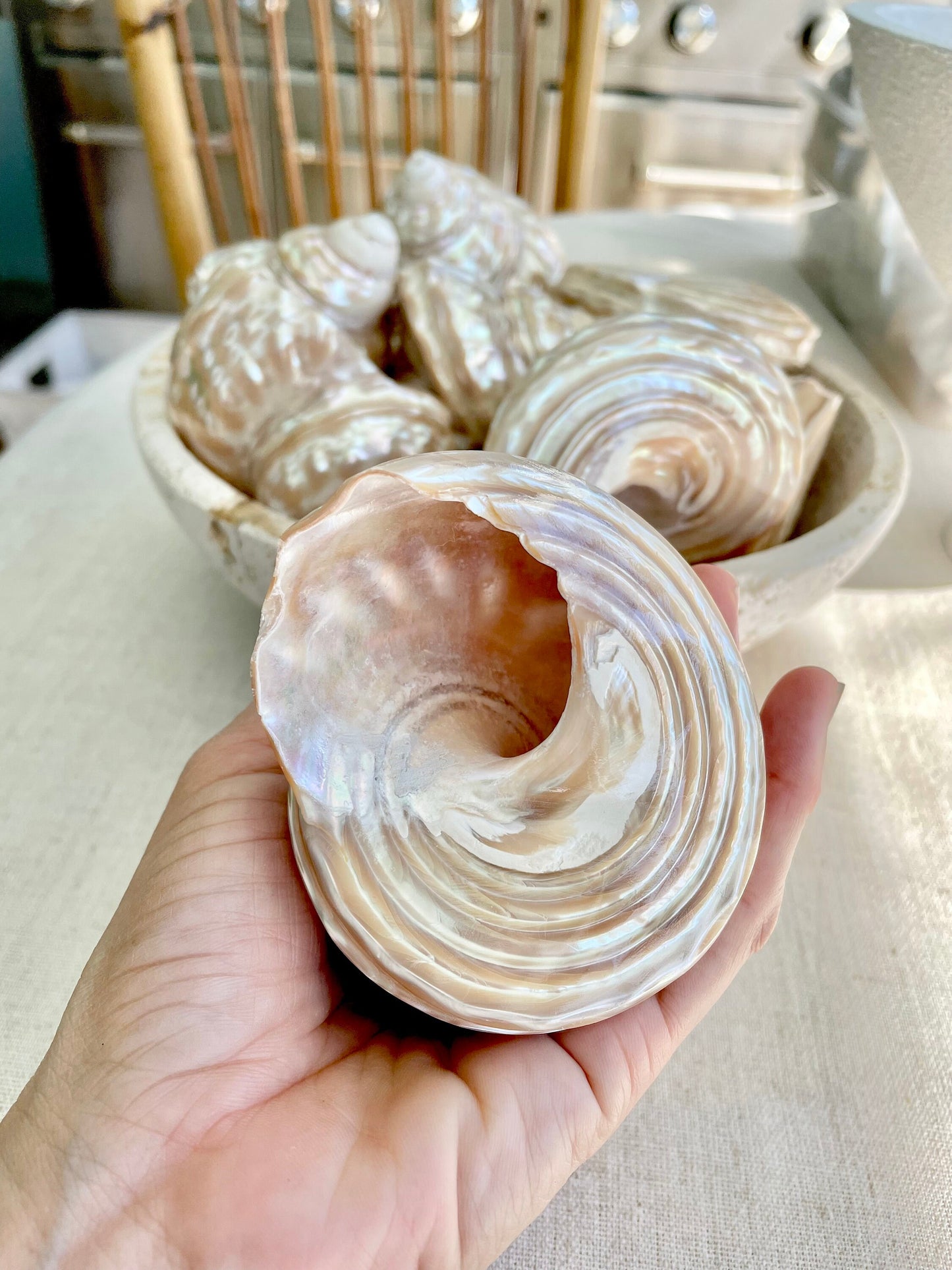 PEARL WAVY TROCHUS Shells *You Choose Size* Natural Irredescent Silver Pyramid Top Display Seashell Home Beach Coastal Décor