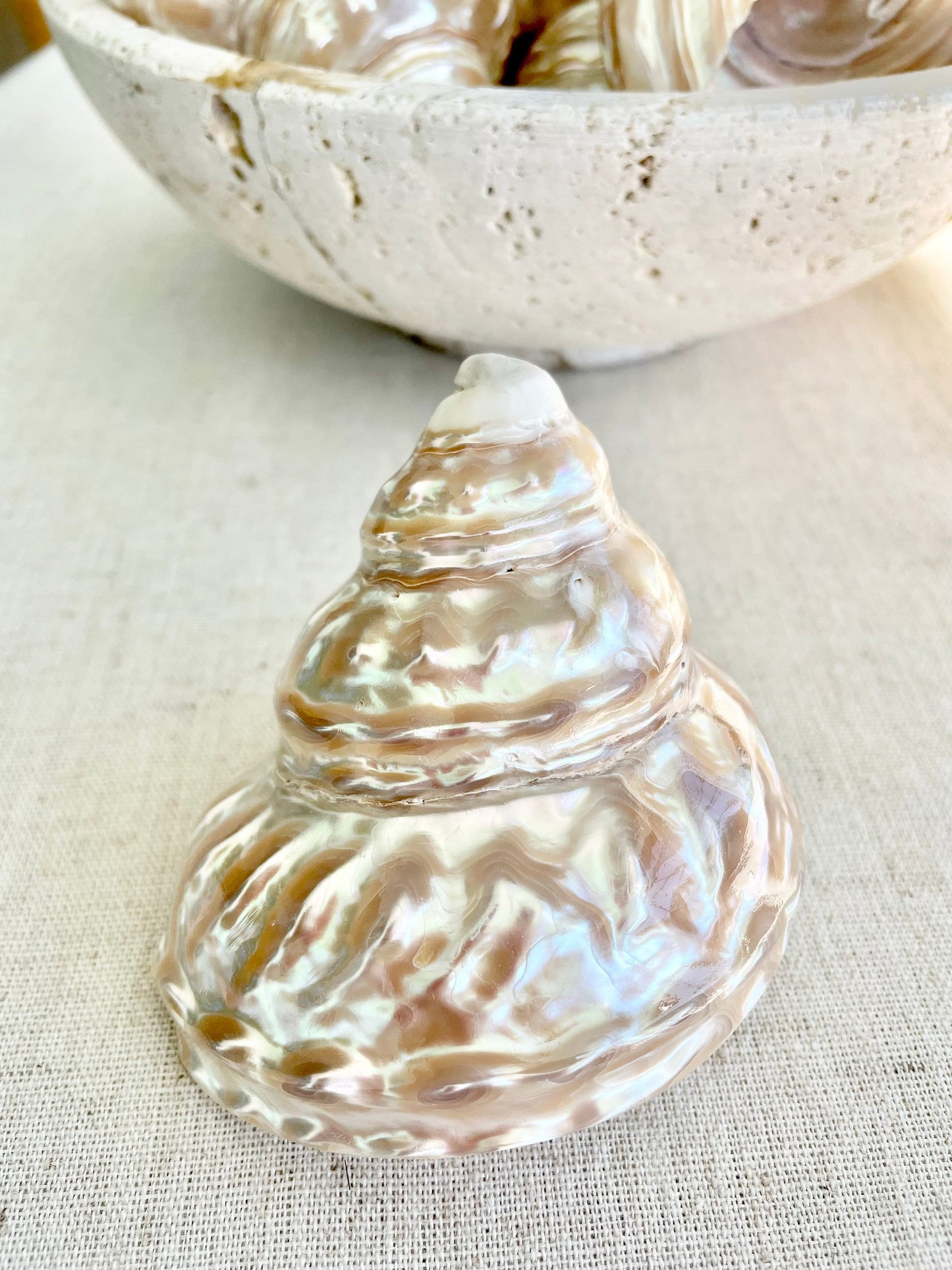 PEARL WAVY TROCHUS Shells *You Choose Size* Natural Irredescent Silver Pyramid Top Display Seashell Home Beach Coastal Décor