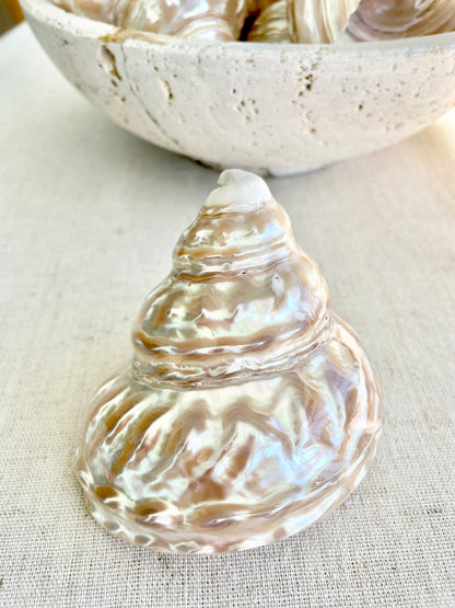 PEARL WAVY TROCHUS Shells *You Choose Size* Natural Irredescent Silver Pyramid Top Display Seashell Home Beach Coastal Décor