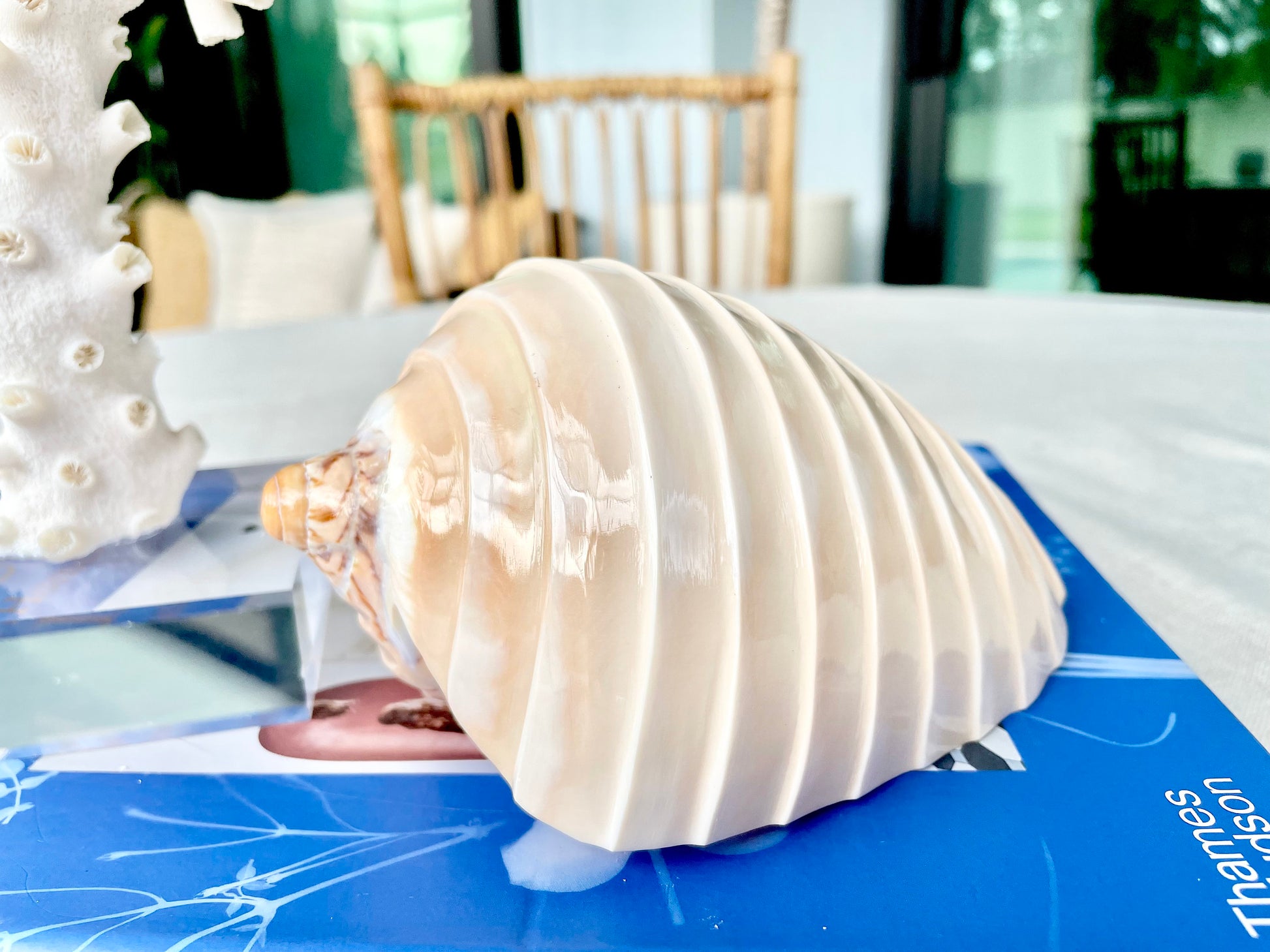 5-6" Voluta Nobilis Glossy Polished Conch Shell Carved Seashell Beach Nautical Décor Display