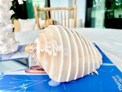 5-6" Voluta Nobilis Glossy Polished Conch Shell Carved Seashell Beach Nautical Décor Display