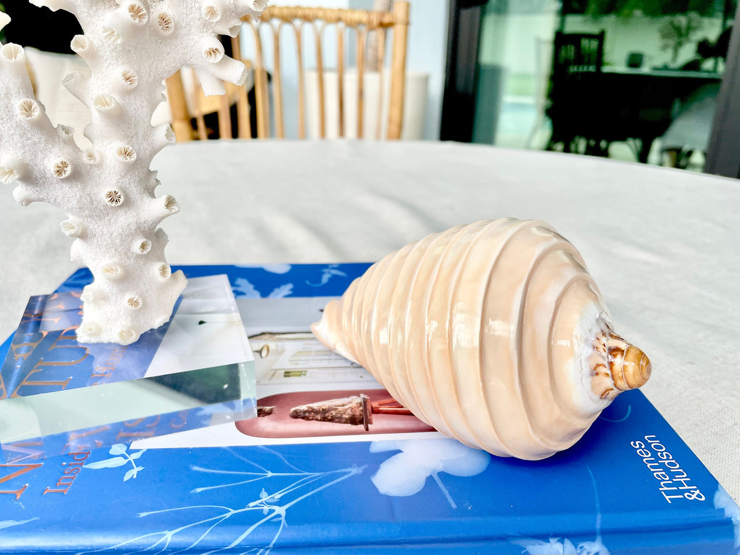 Polished Noble Volute: 4-5" Conch Shell, Carved Coastal Décor