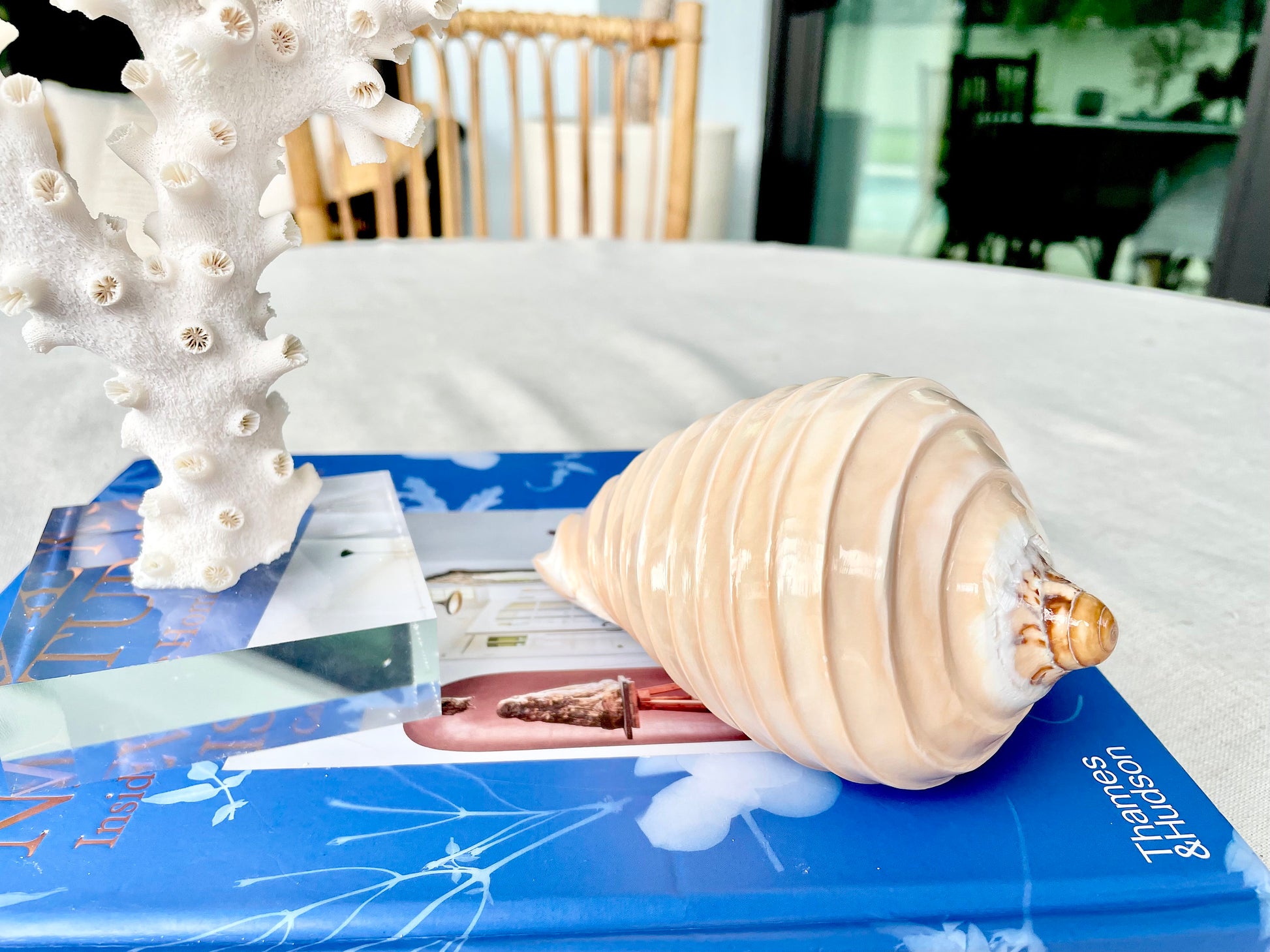 Polished Noble Volute: 4-5" Conch Shell, Carved Coastal Décor