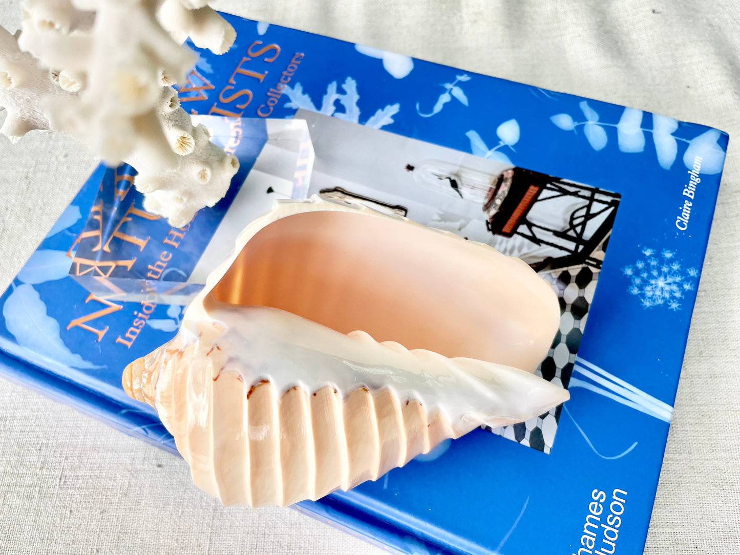 5-6" Voluta Nobilis Glossy Polished Conch Shell Carved Seashell Beach Nautical Décor Display