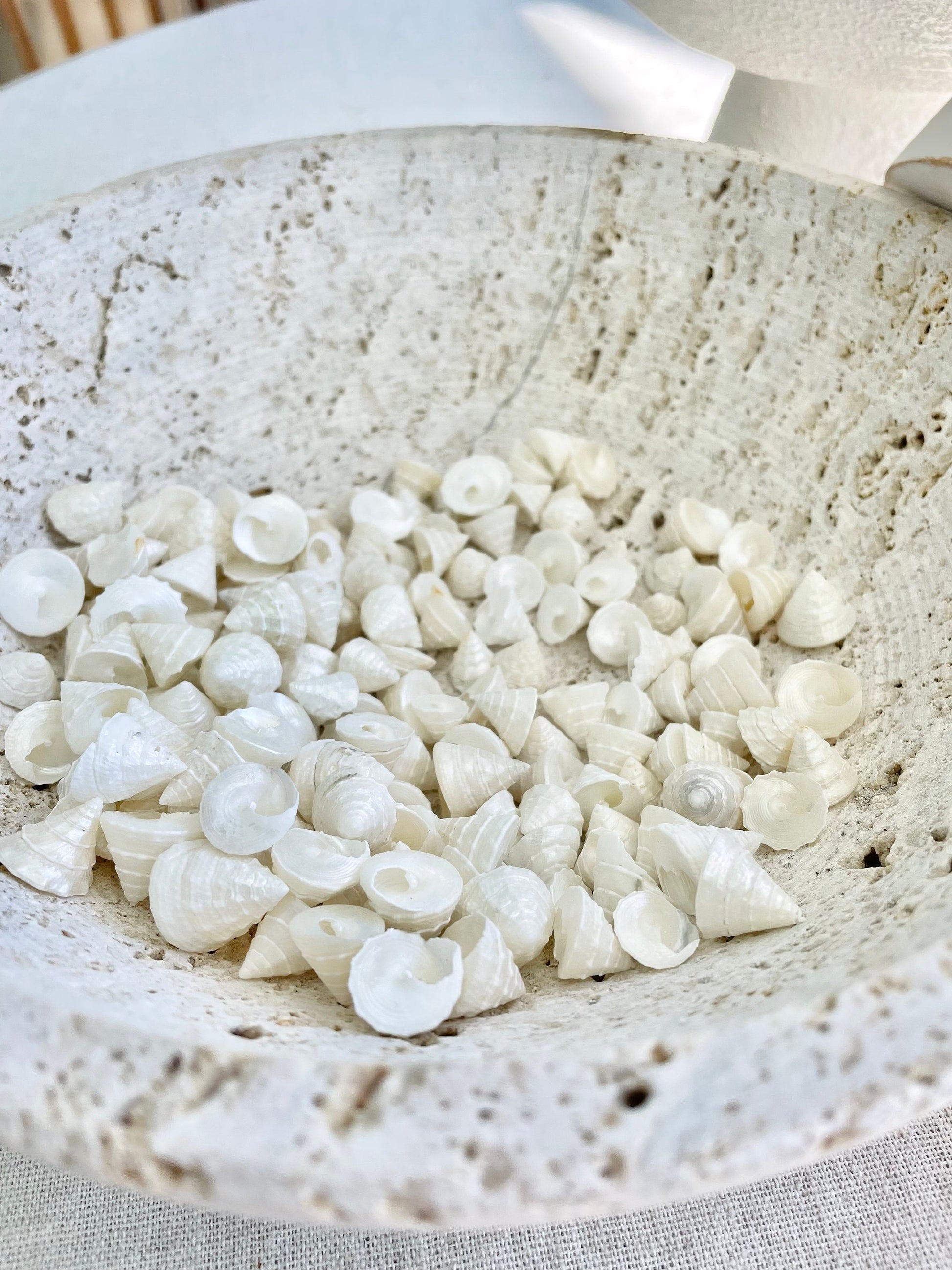 Small PEARLY OFF WHITE Real Pearlized Top Shells Trochus Seashells 1/2 -3/4" Beach Coastal Décor Crafts Jewelry Sailors Valentine