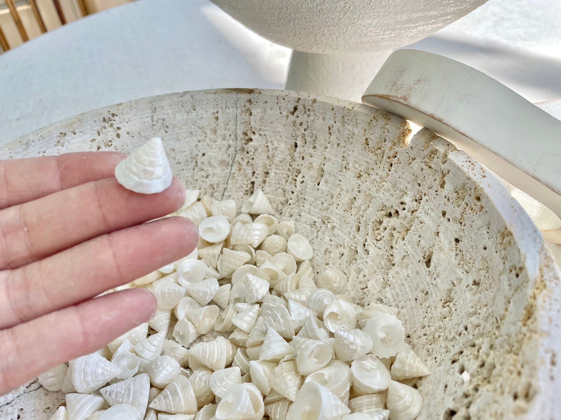 Small PEARLY OFF WHITE Real Pearlized Top Shells Trochus Seashells 1/2 -3/4" Beach Coastal Décor Crafts Jewelry Sailors Valentine