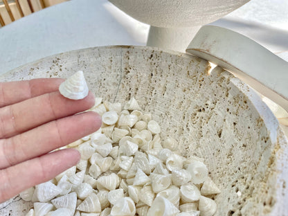Small PEARLY OFF WHITE Real Pearlized Top Shells Trochus Seashells 1/2 -3/4" Beach Coastal Décor Crafts Jewelry Sailors Valentine