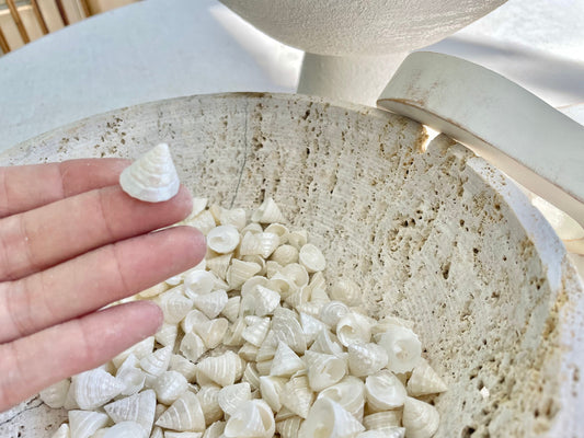 Small PEARLY OFF WHITE Real Pearlized Top Shells Trochus Seashells 1/2 -3/4" Beach Coastal Décor Crafts Jewelry Sailors Valentine