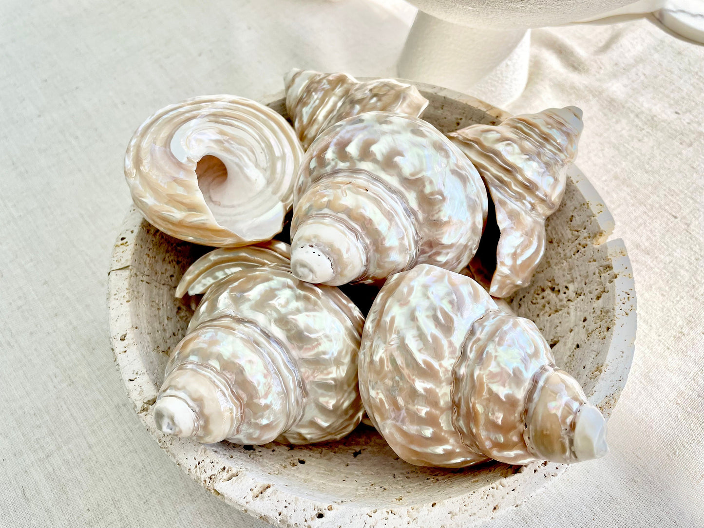 PEARL WAVY TROCHUS Shells *You Choose Size* Natural Irredescent Silver Pyramid Top Display Seashell Home Beach Coastal Décor