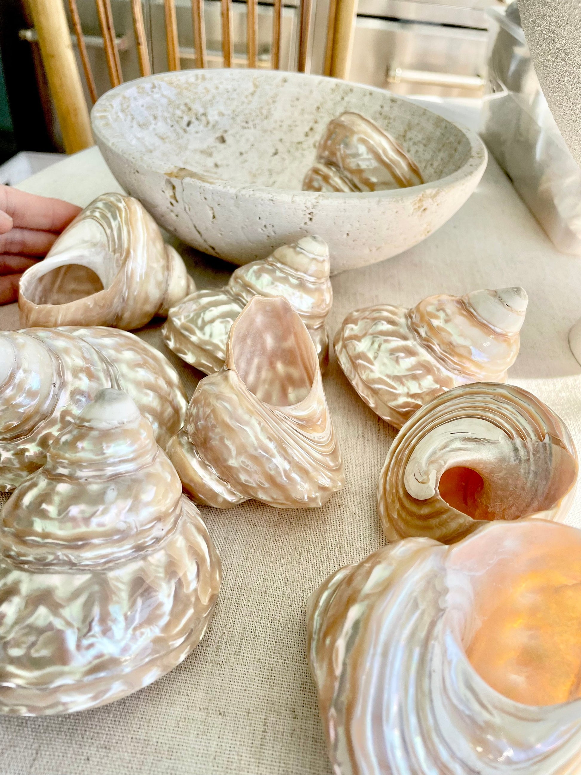 PEARL WAVY TROCHUS Shells *You Choose Size* Natural Irredescent Silver Pyramid Top Display Seashell Home Beach Coastal Décor