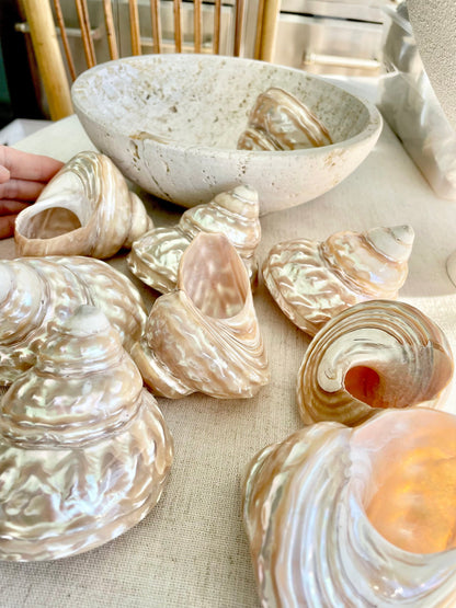 Wavy Turban Iridescent Shell *All Sizes* Pearled Trochus Coastal Display Décor Seashell