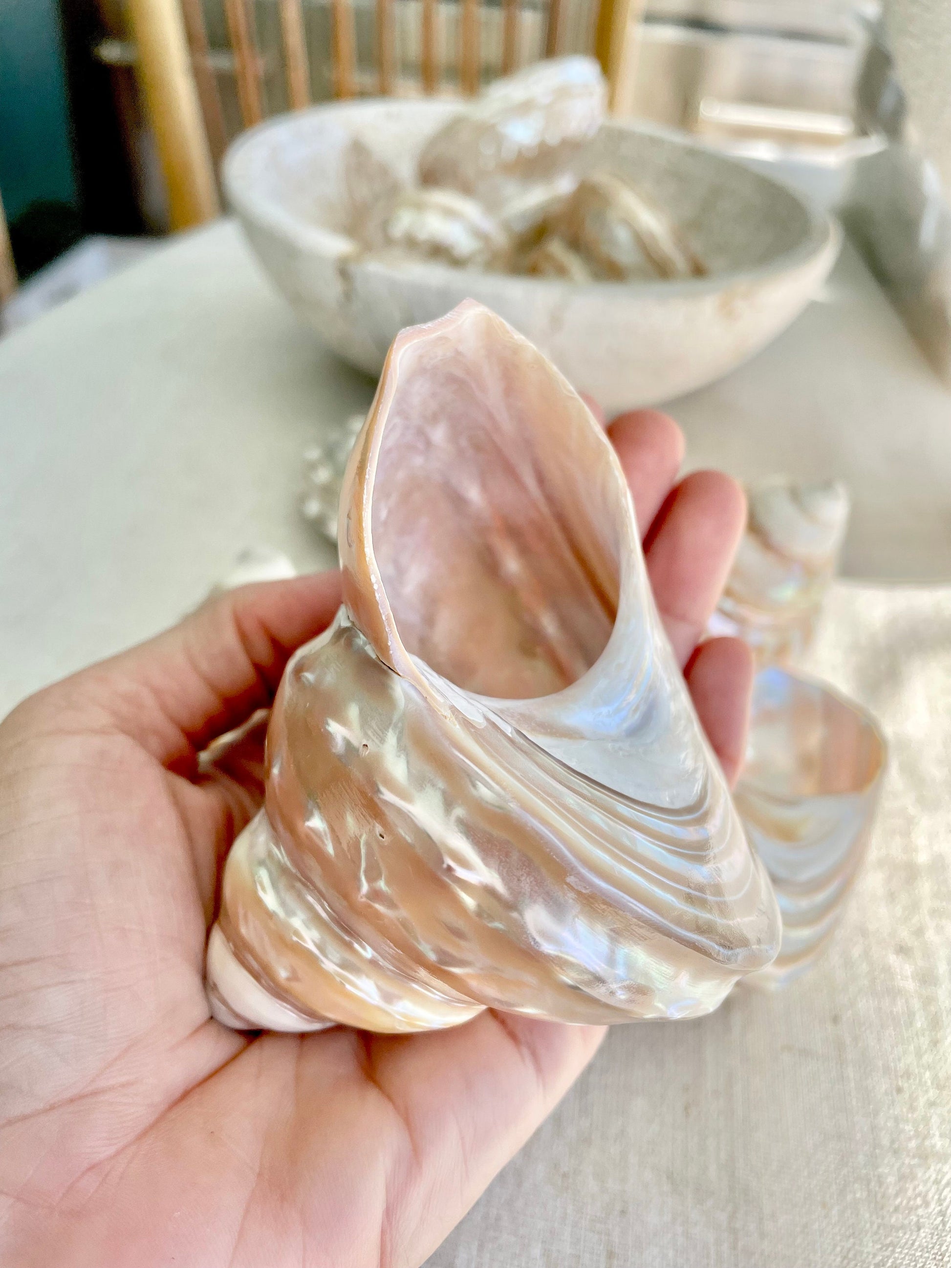 PEARL WAVY TROCHUS Shells *You Choose Size* Natural Irredescent Silver Pyramid Top Display Seashell Home Beach Coastal Décor