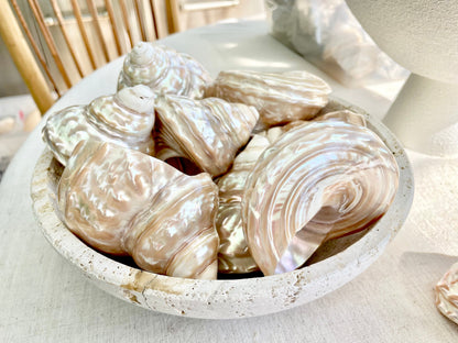 PEARL WAVY TROCHUS Shells *You Choose Size* Natural Irredescent Silver Pyramid Top Display Seashell Home Beach Coastal Décor