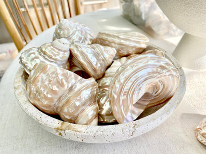 Wavy Turban Iridescent Shell *All Sizes* Pearled Trochus Coastal Display Décor Seashell
