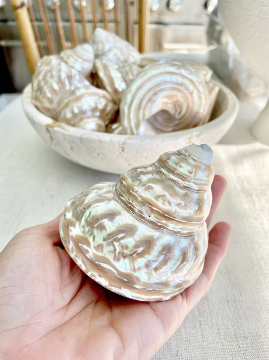 PEARL WAVY TROCHUS Shells *You Choose Size* Natural Irredescent Silver Pyramid Top Display Seashell Home Beach Coastal Décor