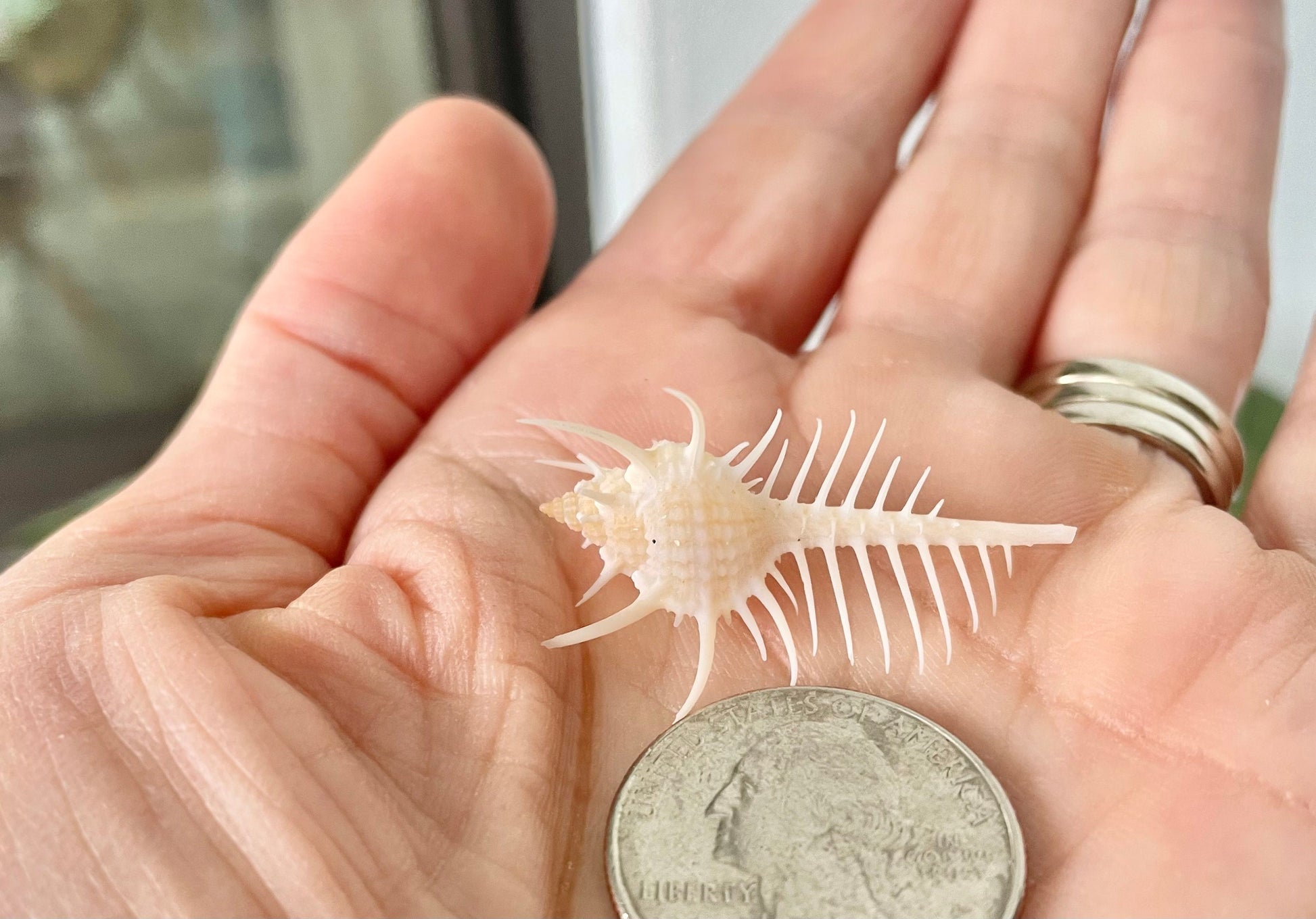 VENUS COMB SHELL *All Sizes* Natural Golden Brown Display Seashell Spikey Murex Pectin Coastal Beach Home Décor