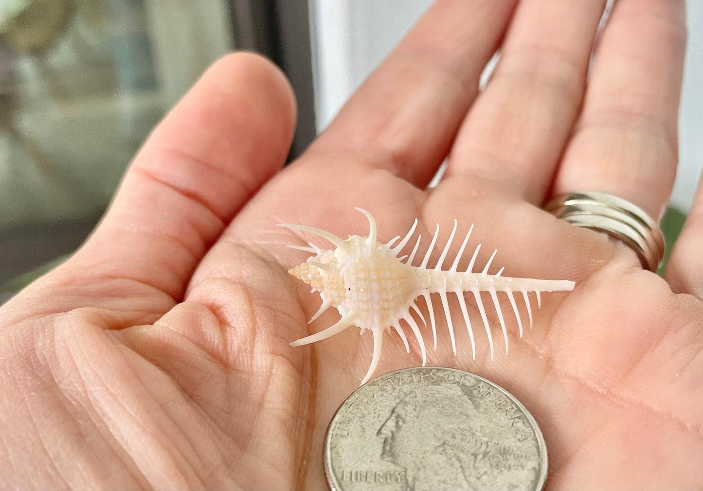 VENUS COMB SHELL *All Sizes* Natural Golden Brown Display Seashell Spikey Murex Pectin Coastal Beach Home Décor