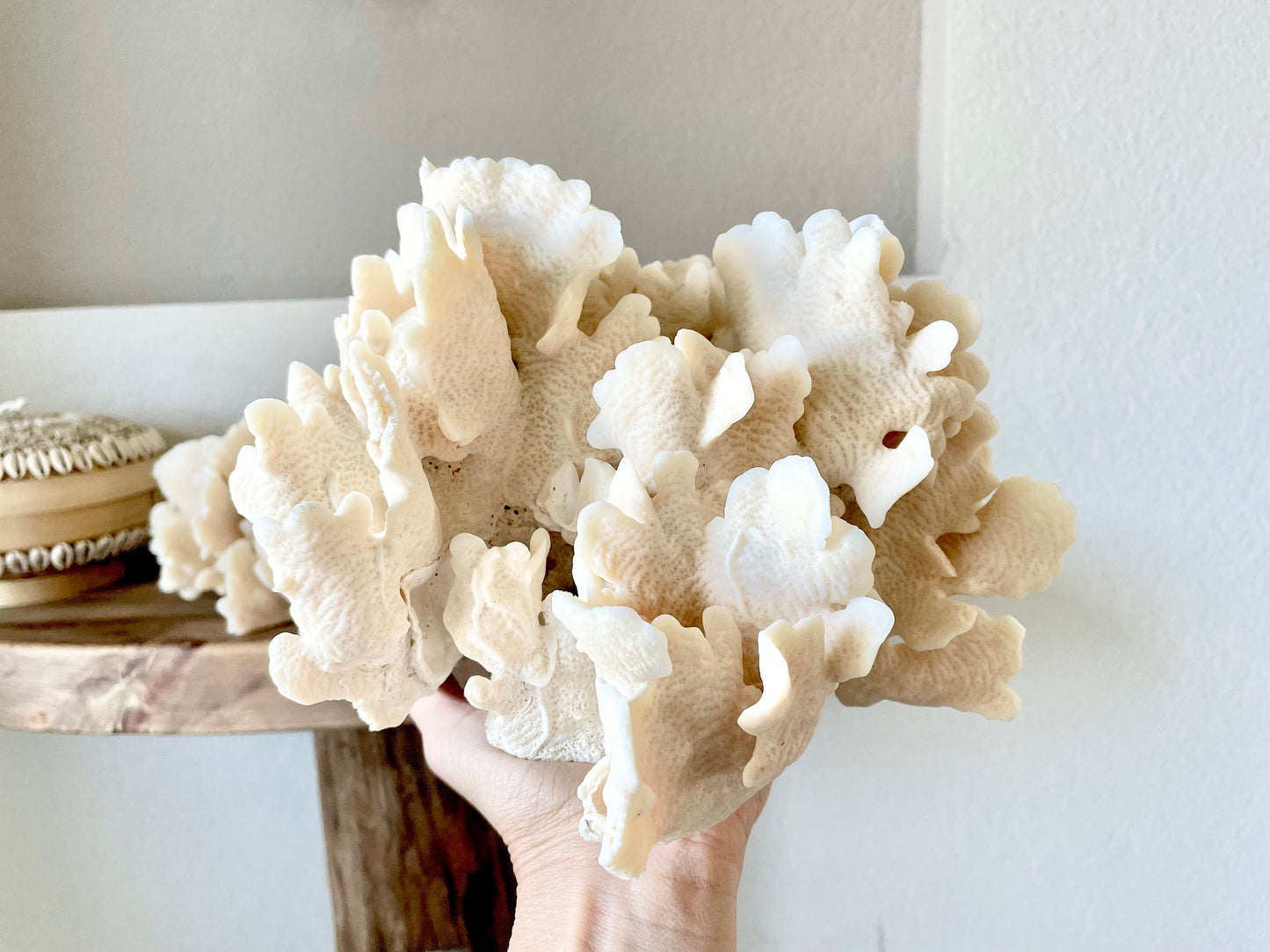 Genuine Sea Natural Beige CACTUS CORAL 100% Real Ocean Reef Aquarium Coastal Beach Ocean Décor Nautical Flat cut bottom