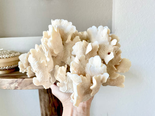 CACTUS CORAL Beige *All Sizes* Authentic Natural Real Sea Fossil Coastal Décor