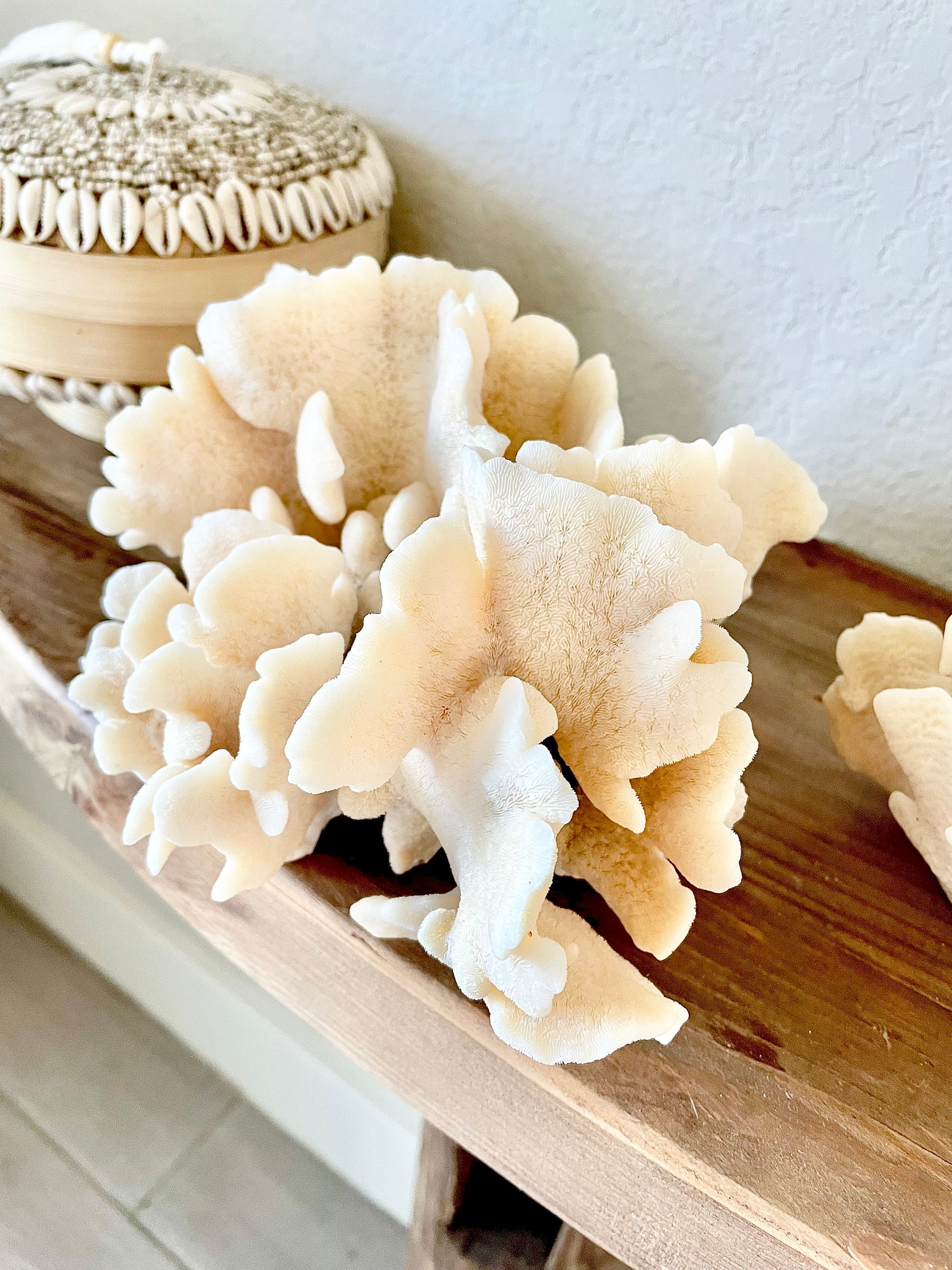 Genuine Sea Natural Beige CACTUS CORAL 100% Real Ocean Reef Aquarium Coastal Beach Ocean Décor Nautical Flat cut bottom