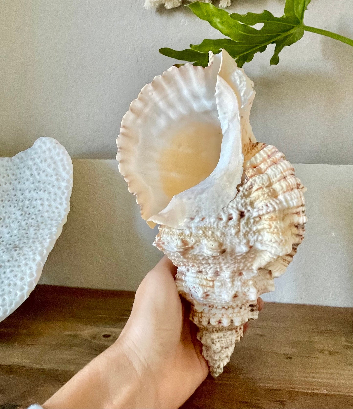 BURSA BUBO FROG Shells *All Sizes* Huge Natural Brown White Display Conch Coastal Home Décor Seashell