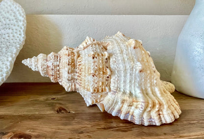 BURSA BUBO FROG Shells: 5-10" *You Choose Size* Natural Brown White Display Conch Seashell