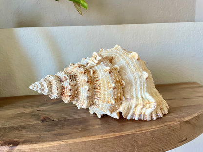 BURSA BUBO FROG Shells *All Sizes* Huge Natural Brown White Display Conch Coastal Home Décor Seashell